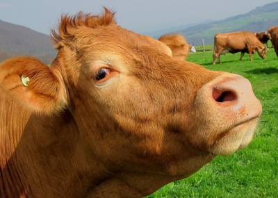 Самые необычные способы заработка денег - педикюрщик для коров