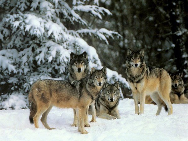 Картинки по запросу волки йеллоустонский парк