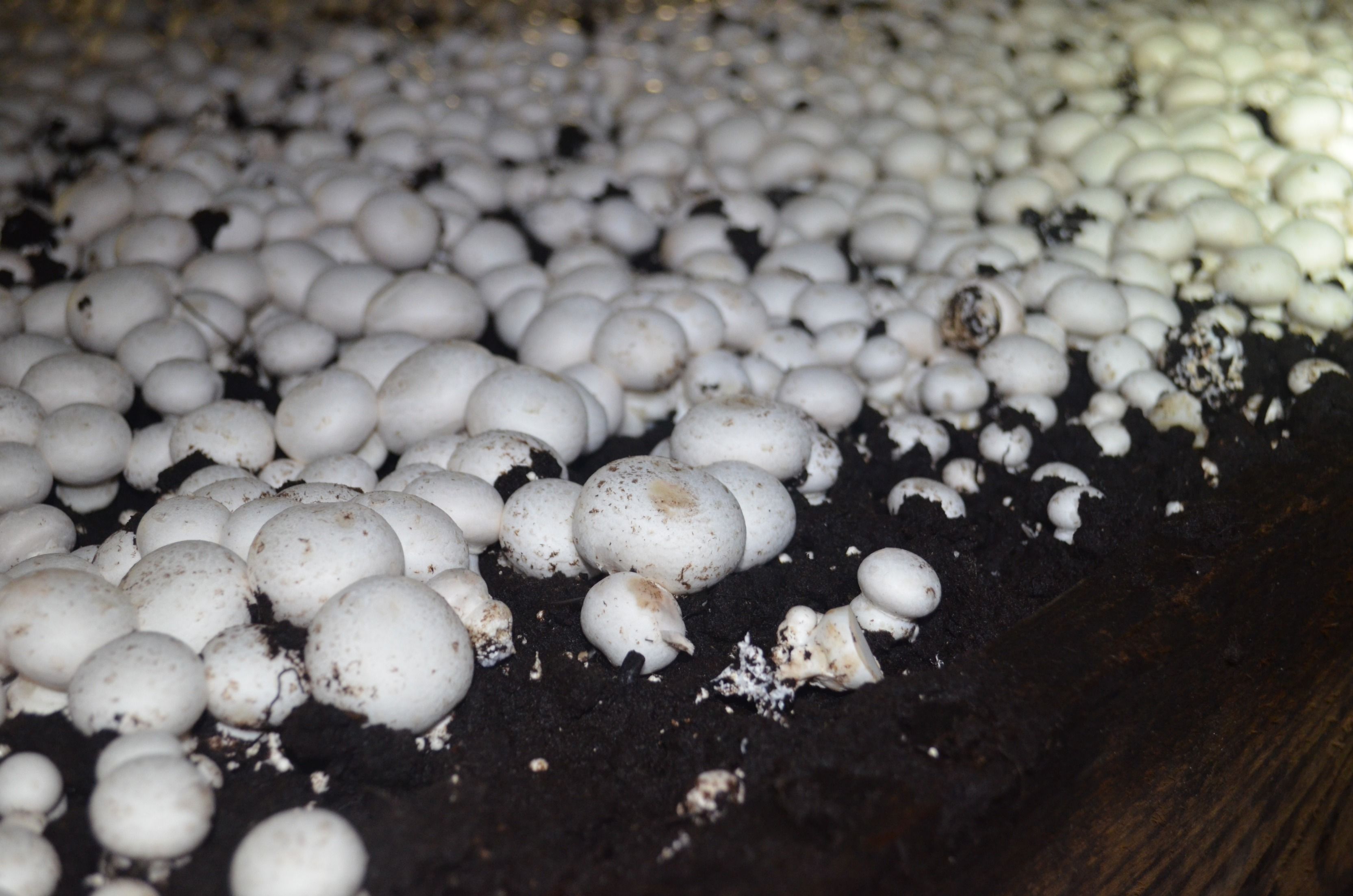 Бизнес идея бизнес по выращиванию грибов