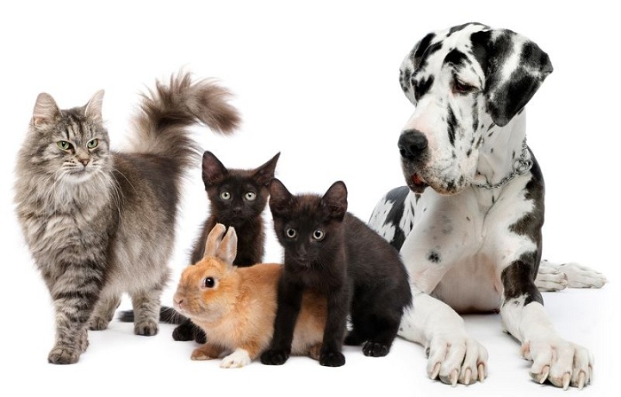Group of cats and dogs and rabbit